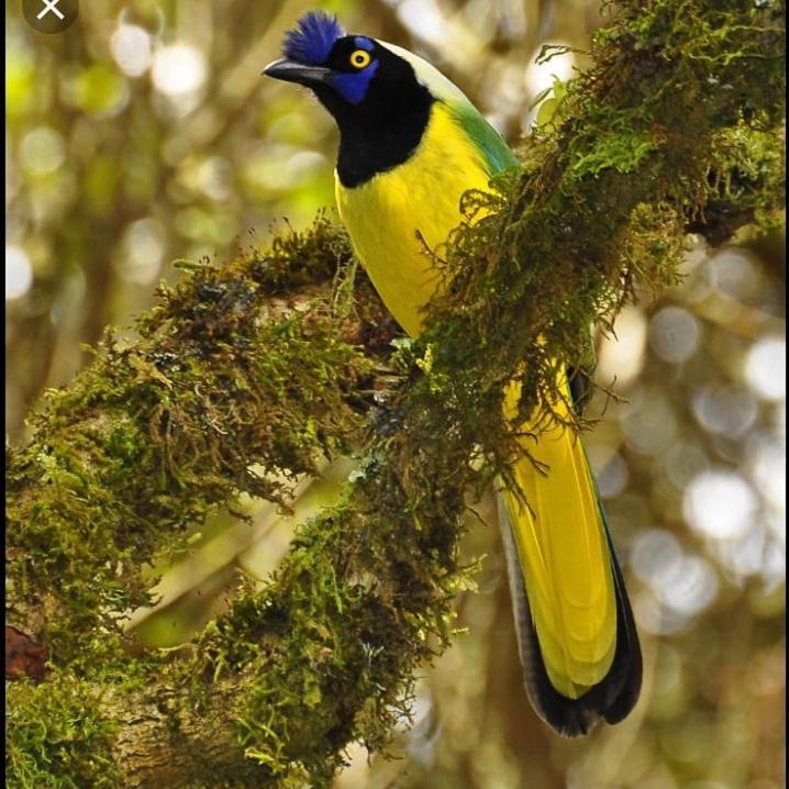 En Santa Elena En Medio Del Bosque 度假居 Medellín